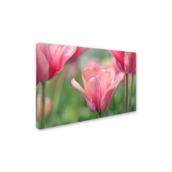 Cora Niele 'Tulip Mirella' Canvas Art,22x32